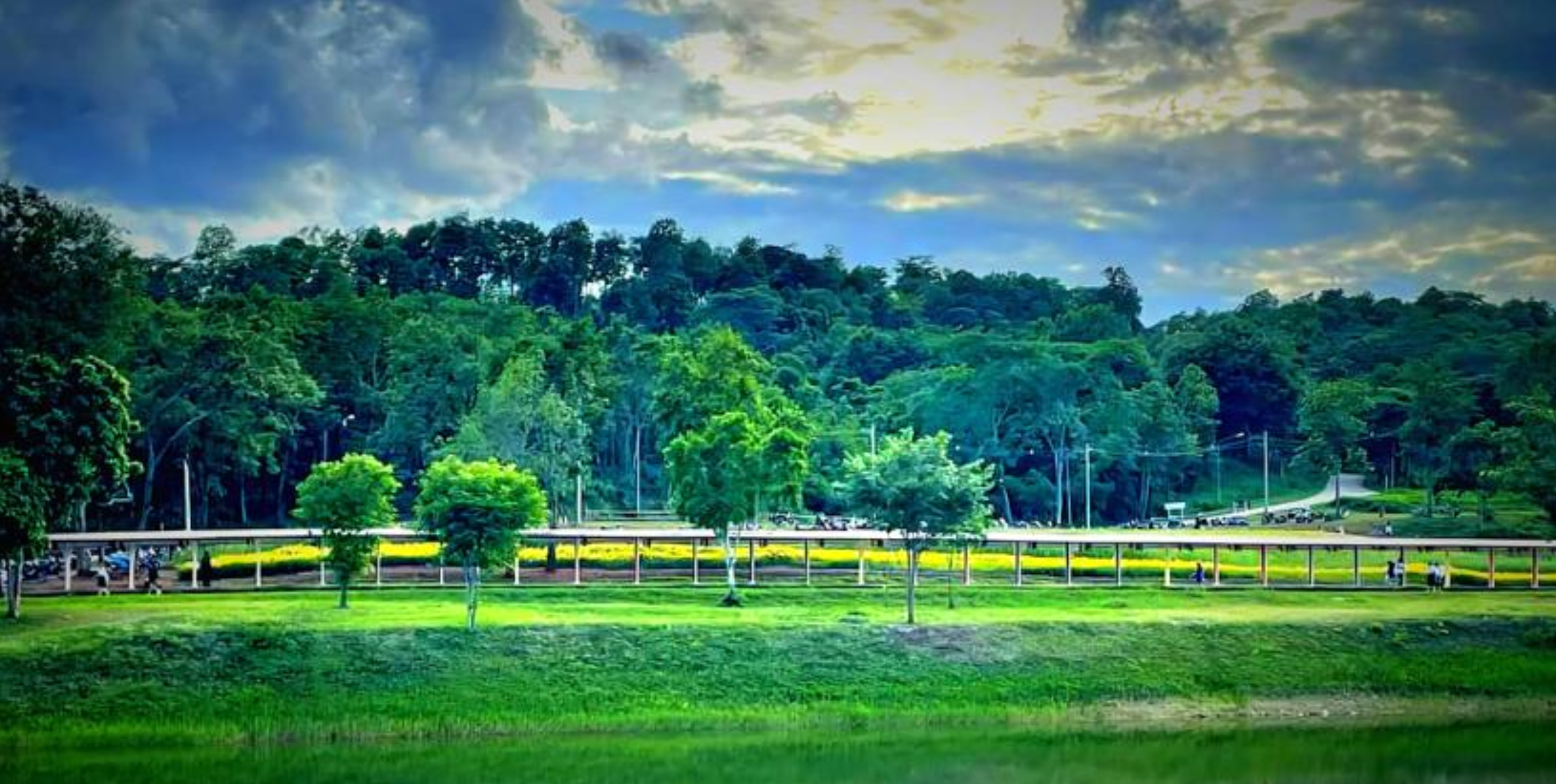 Total area on University of Phayao Phayao Campus covered in forest vegetation