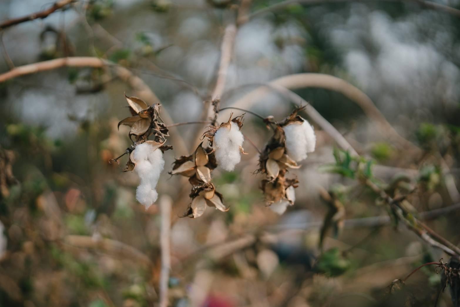Phai Luang native cotton, University of Phayao