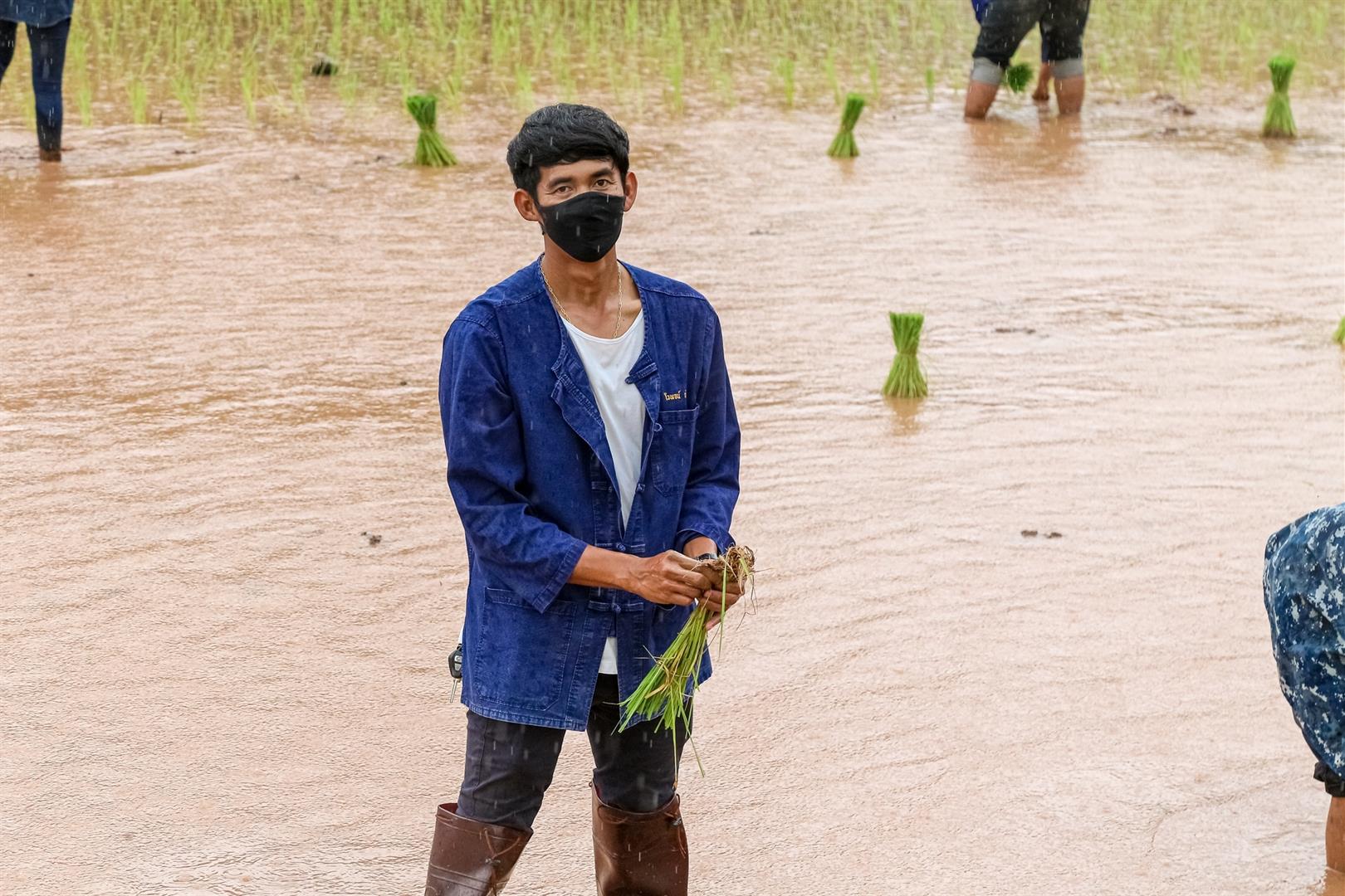 Rice planting activity, University of Phayao