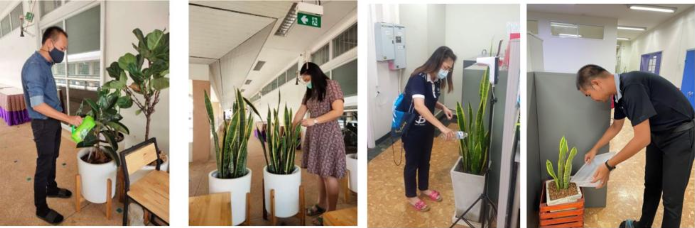 Staff member watering a potted plant inside an office building