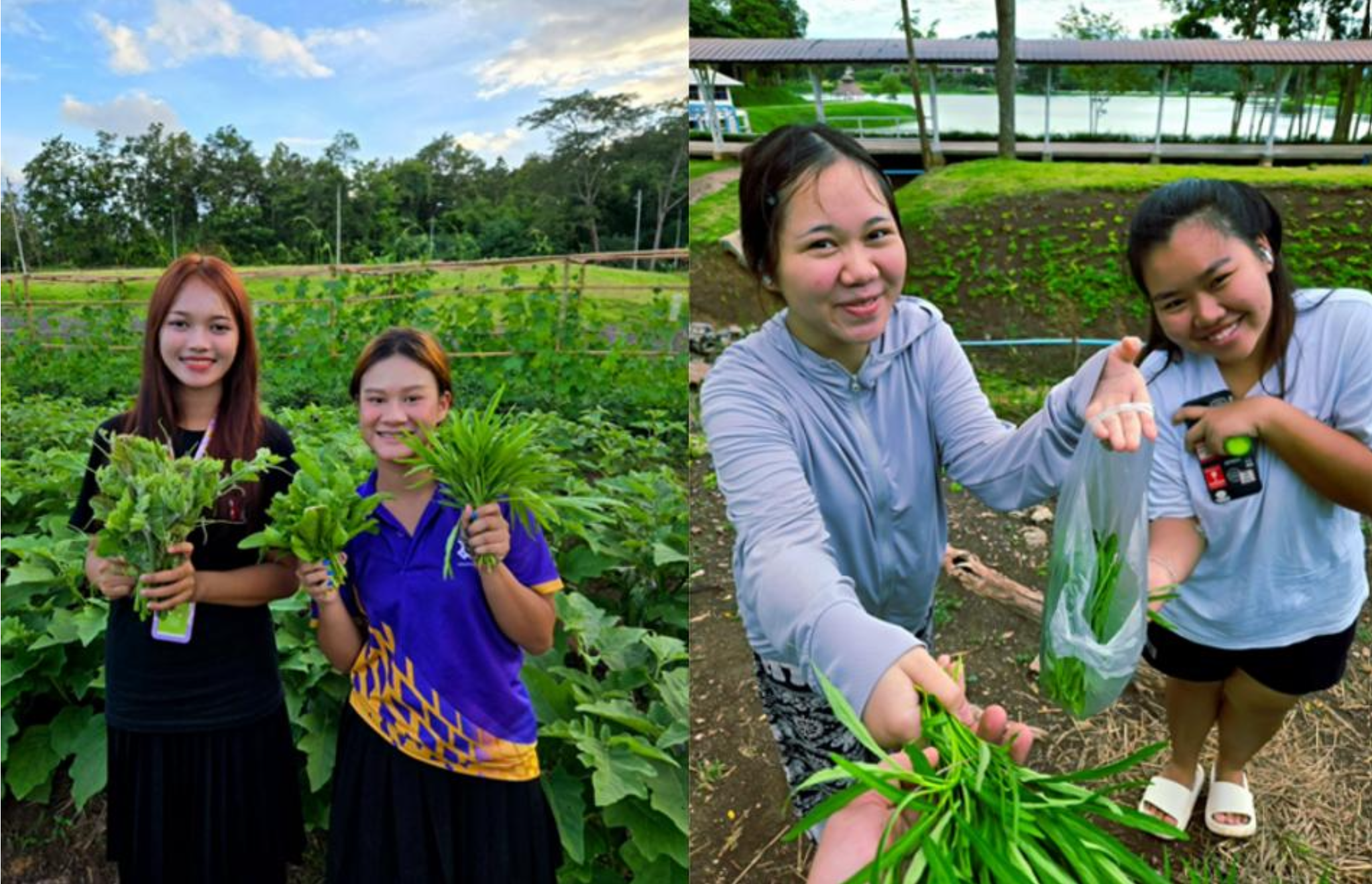 Vegetable garden at University of Phayao