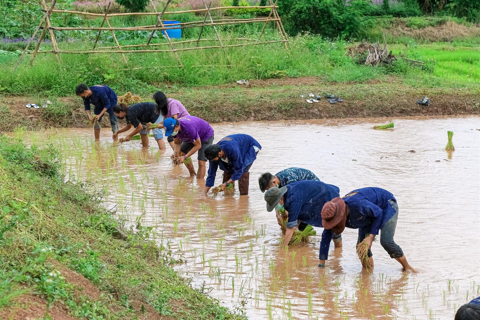 Rice planting activity, University of Phayao