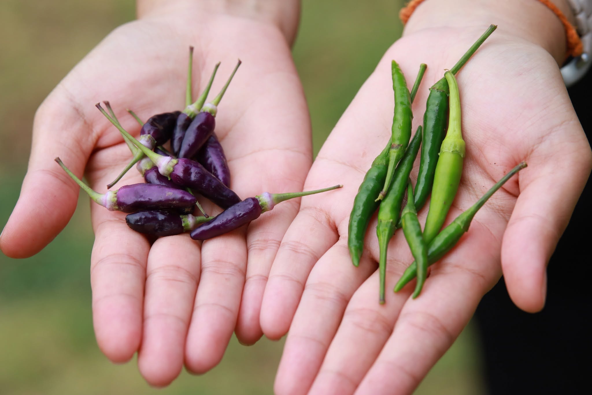 Students harvesting vegetables at University of Phayao