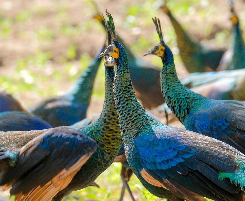 Thai Green Peacocks, University of Phayao