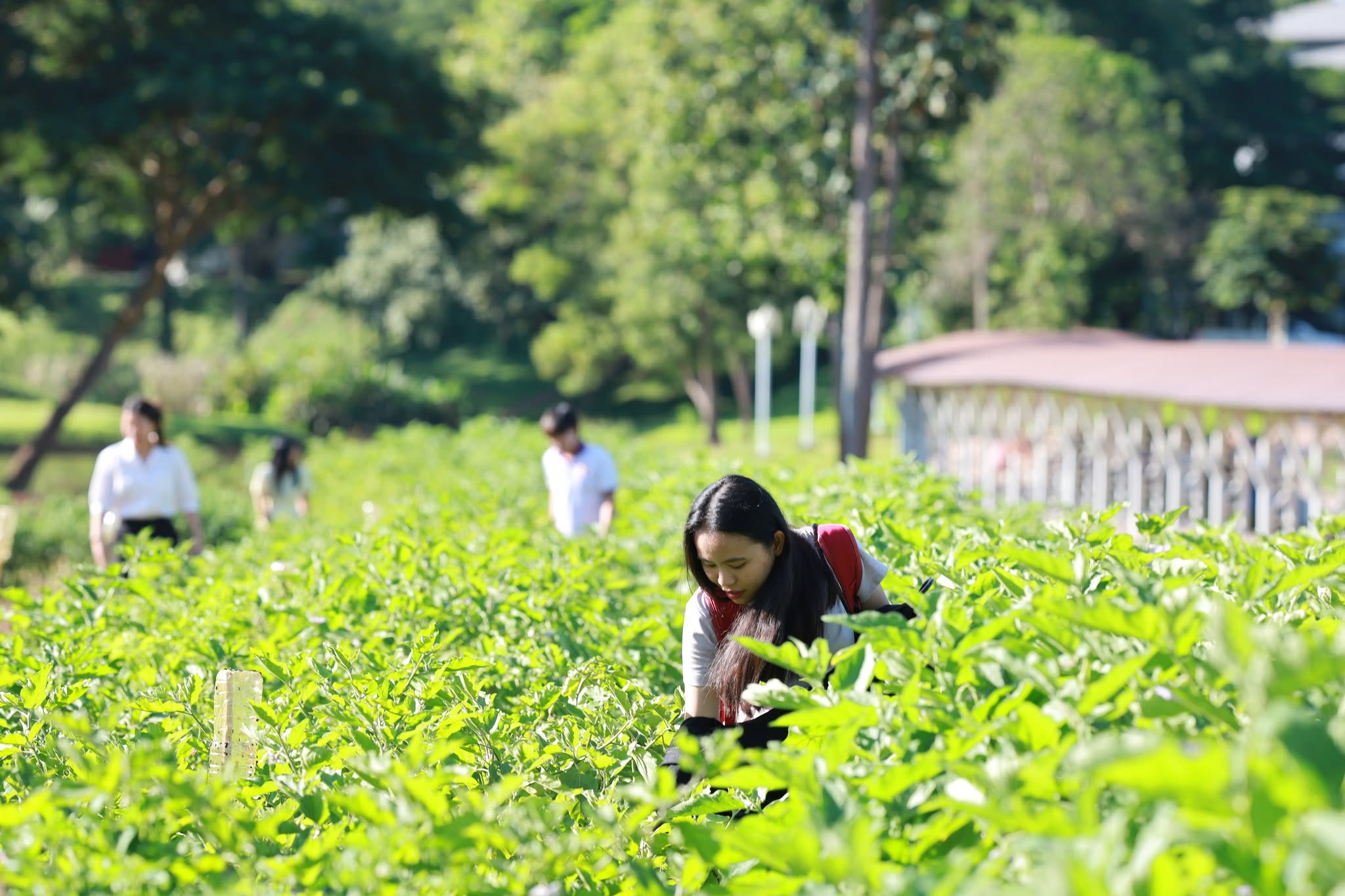 Vegetable garden at University of Phayao