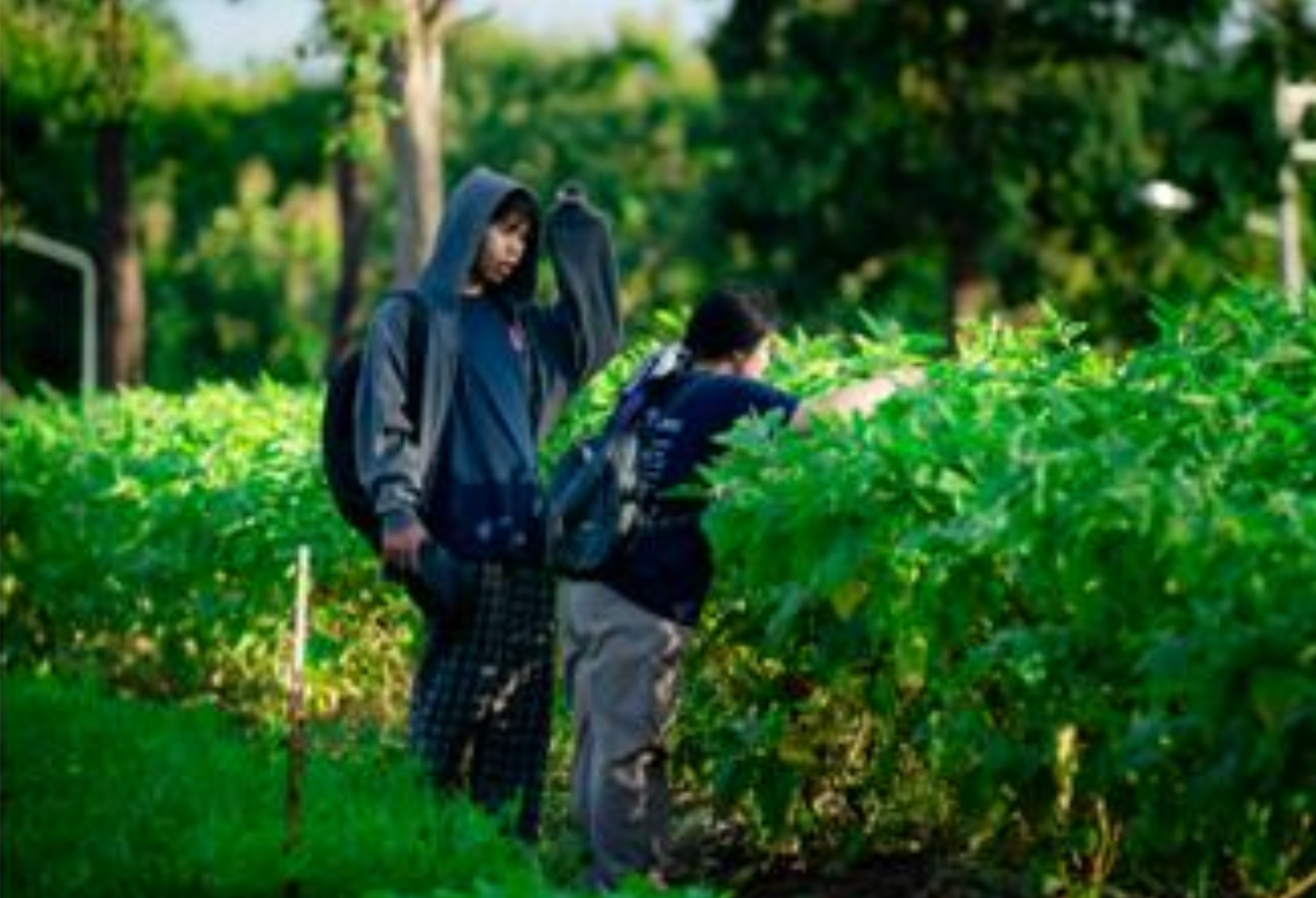 Local flora conservation, University of Phayao