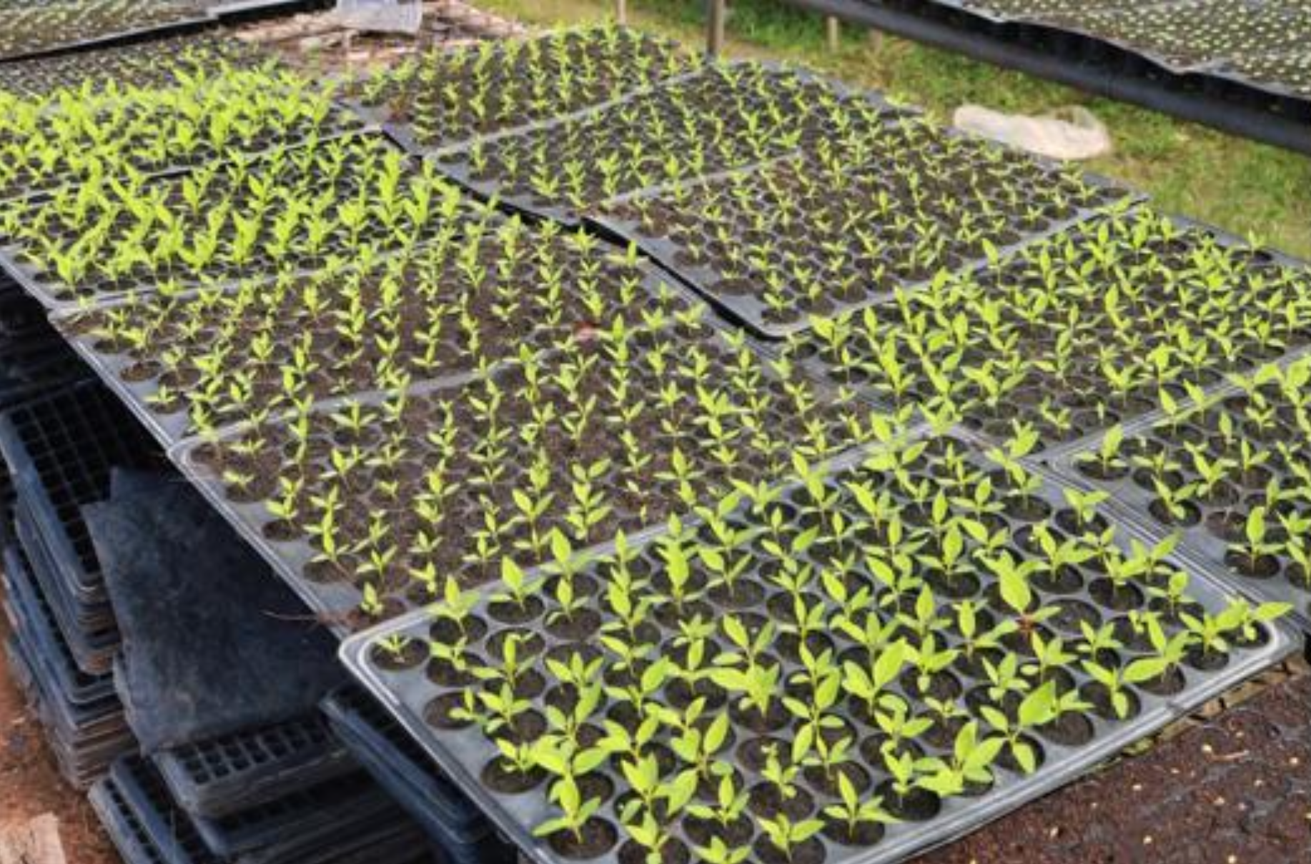 Seedlings grown using organic compost
