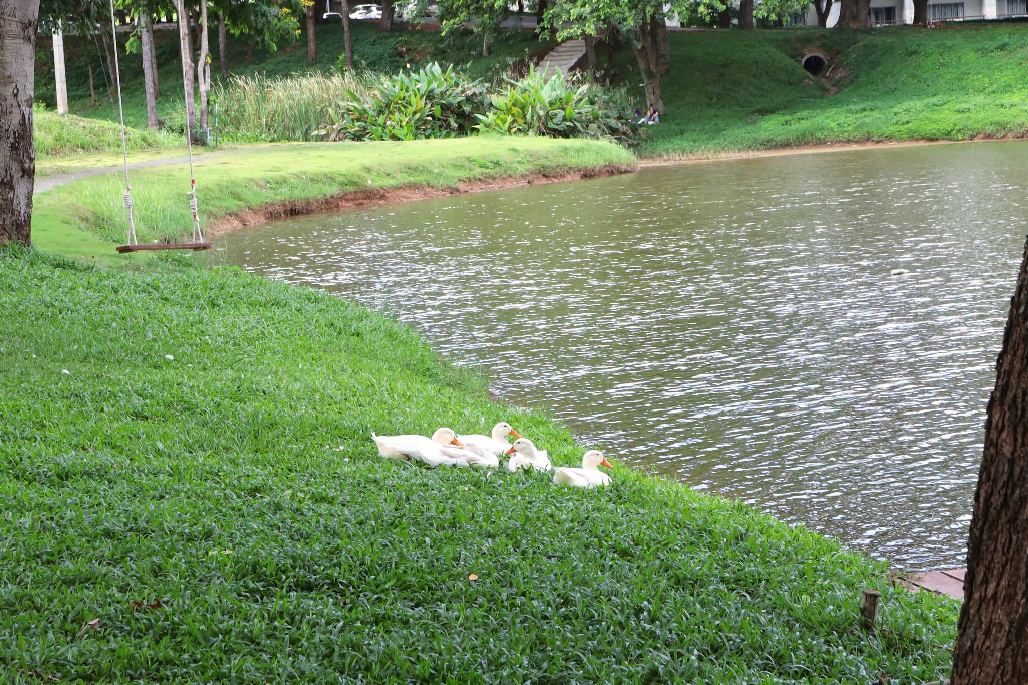 Ducks swimming, University of Phayao