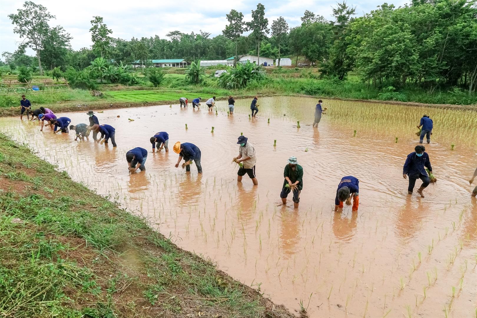 Rice planting activity, University of Phayao