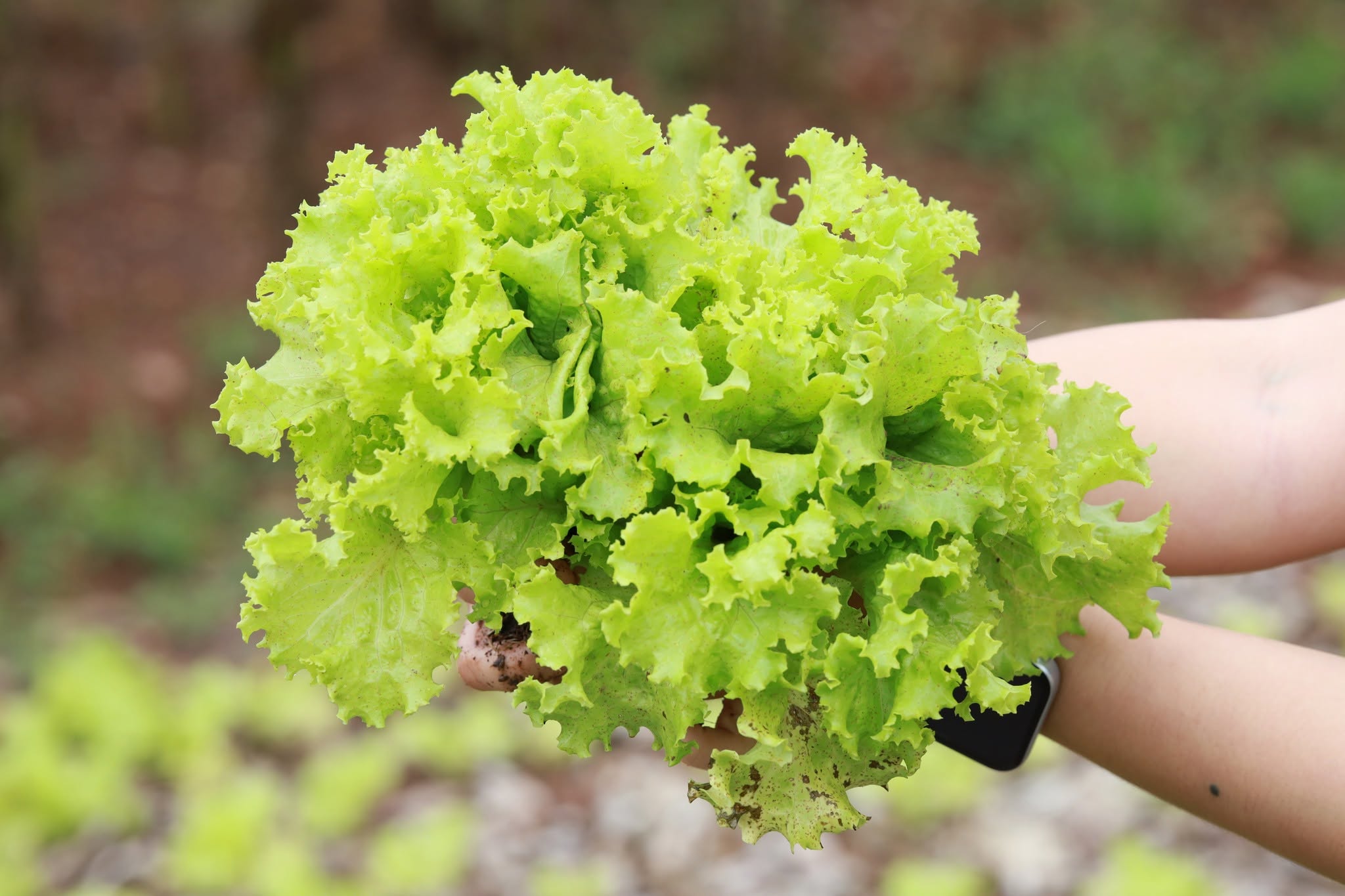 Students harvesting vegetables at University of Phayao