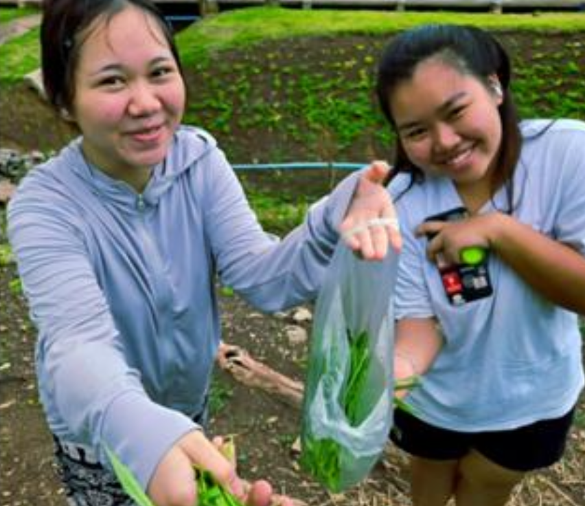 Vegetable garden on former unused land, University of Phayao