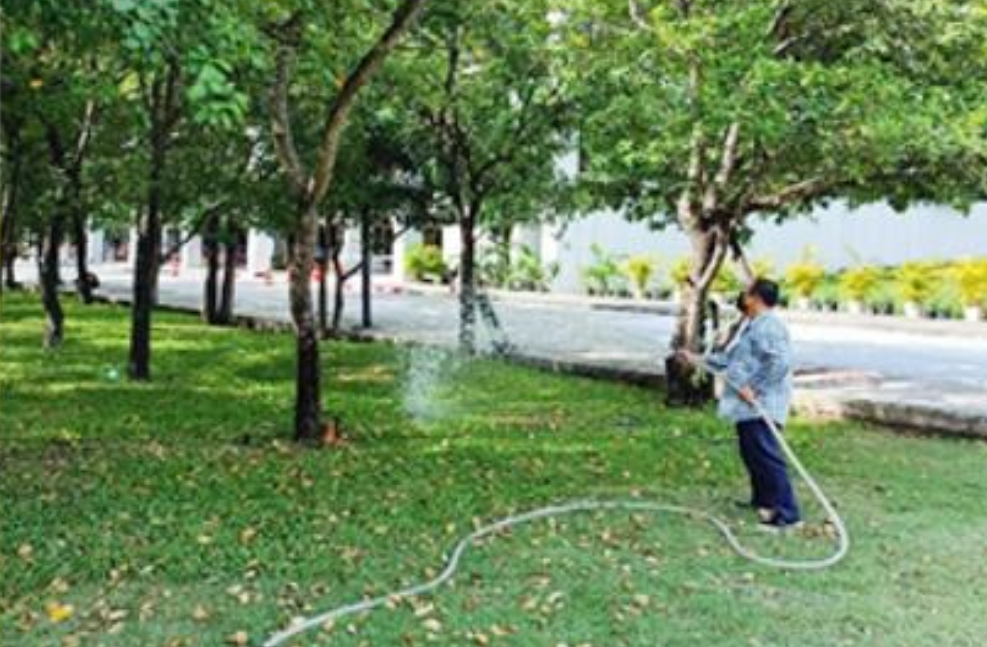 Staff member watering trees with treated water