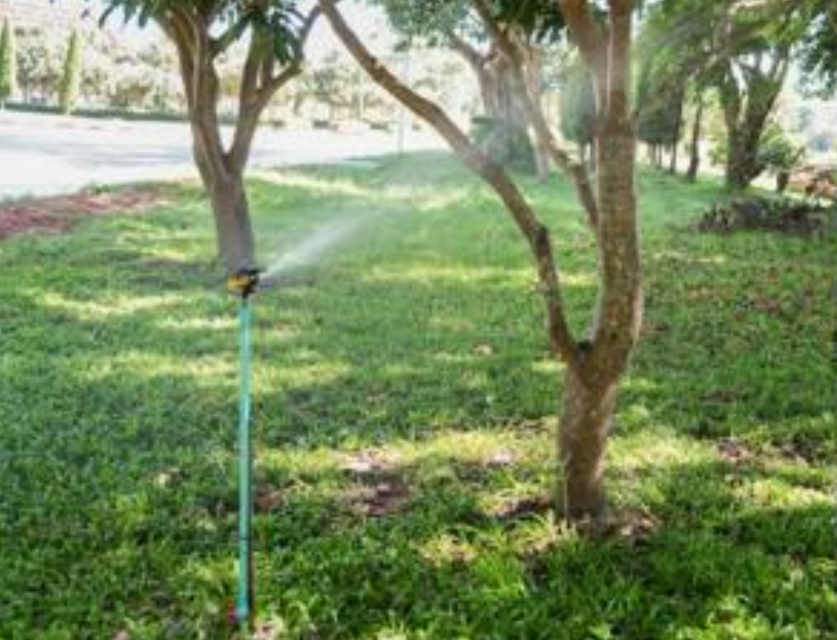 Sprinkler watering a tree on the lawn