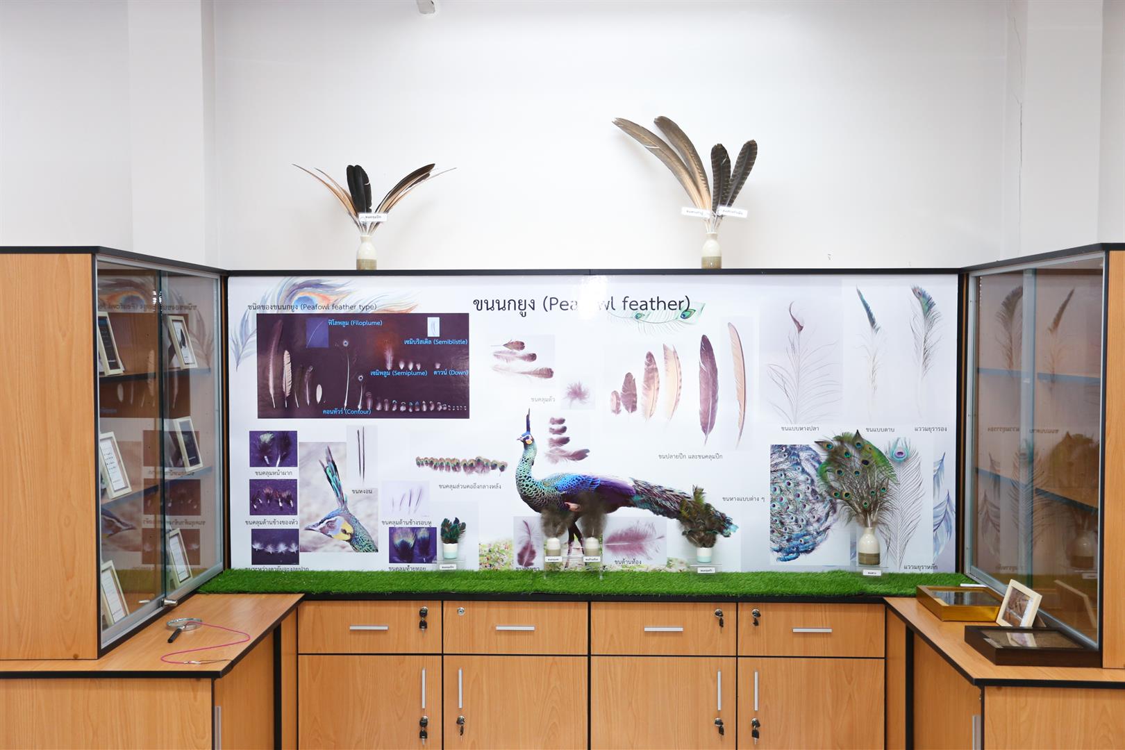 Green Peafowl Learning and Conservation Center poster, University of Phayao