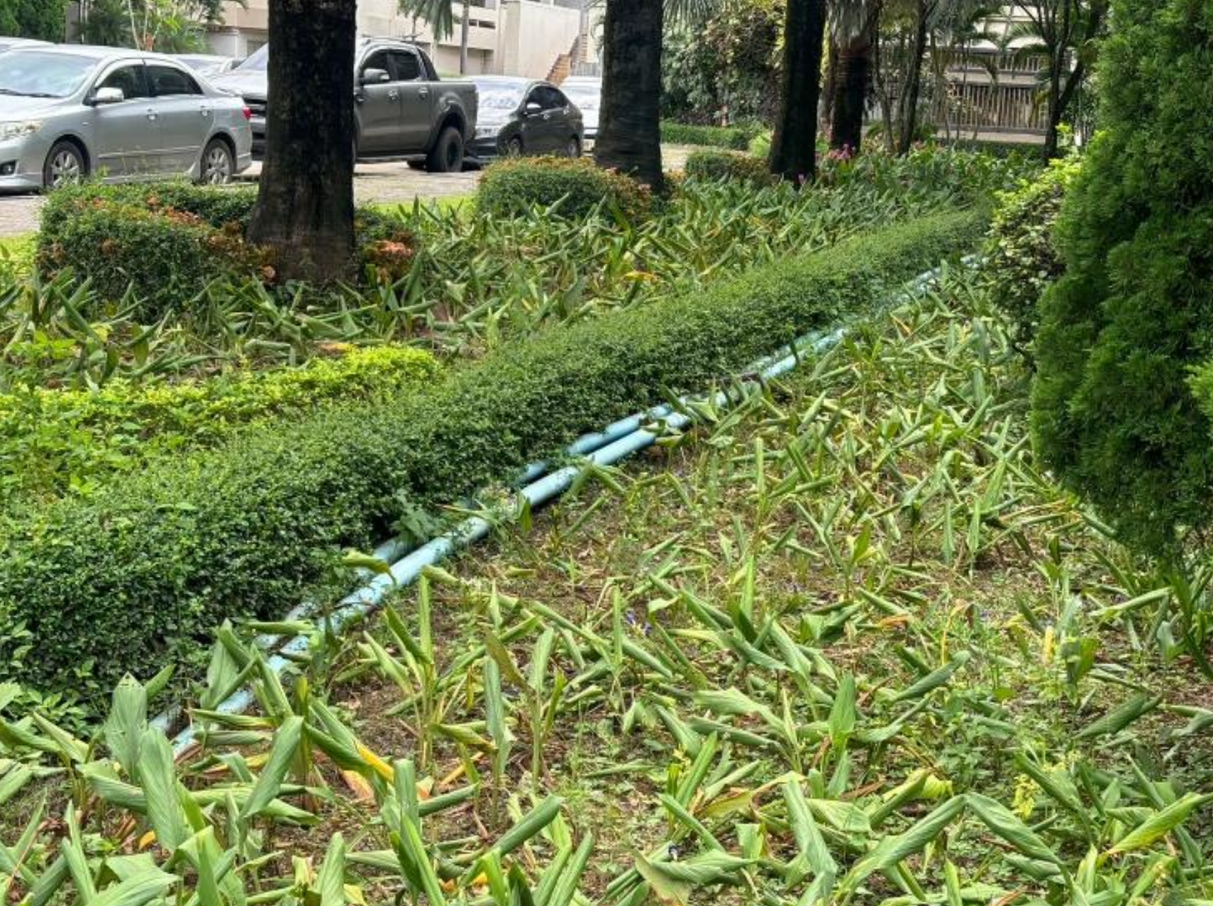 Hose for treated water installed along a garden bed