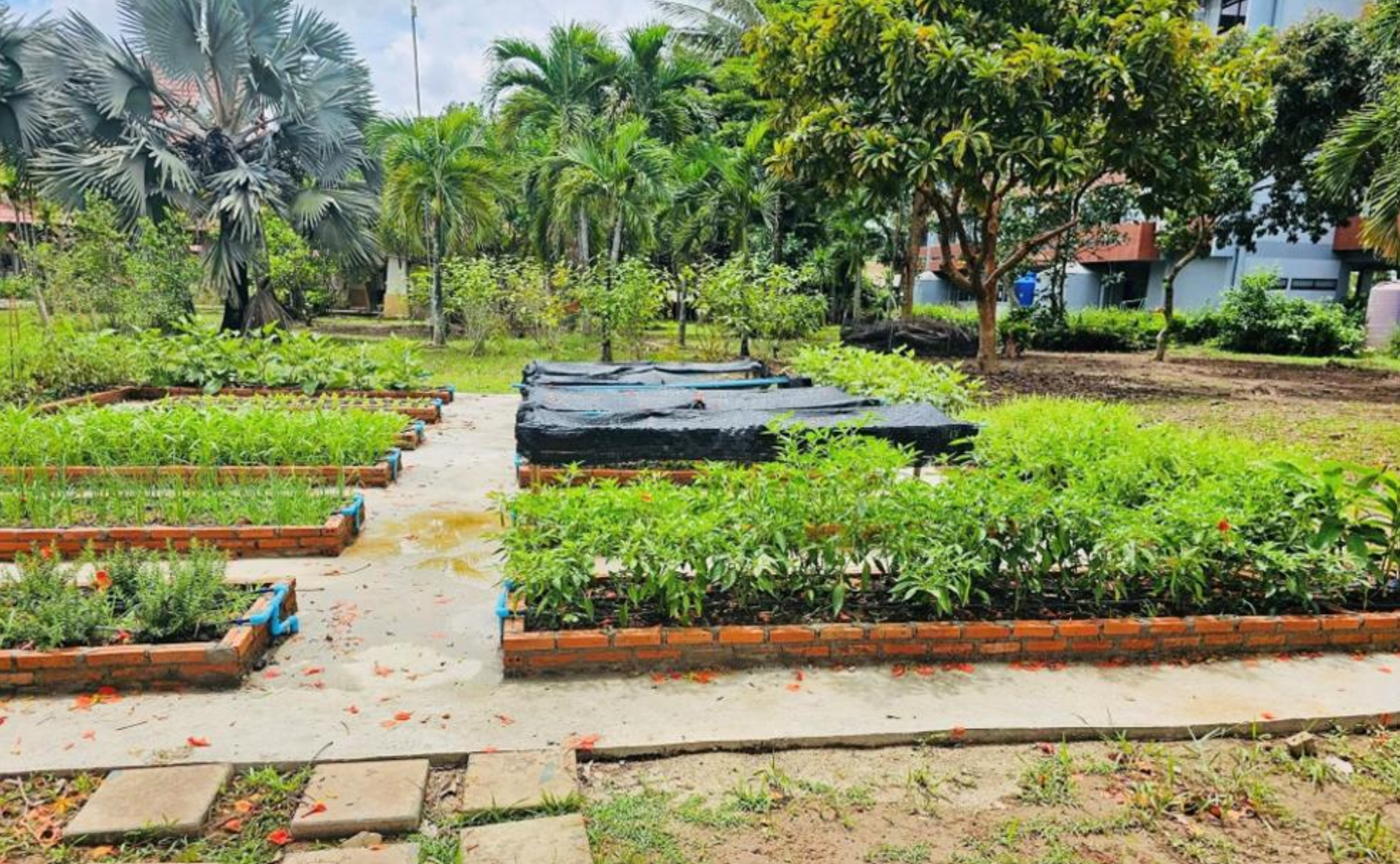 Open space area, Chiang Rai campus
