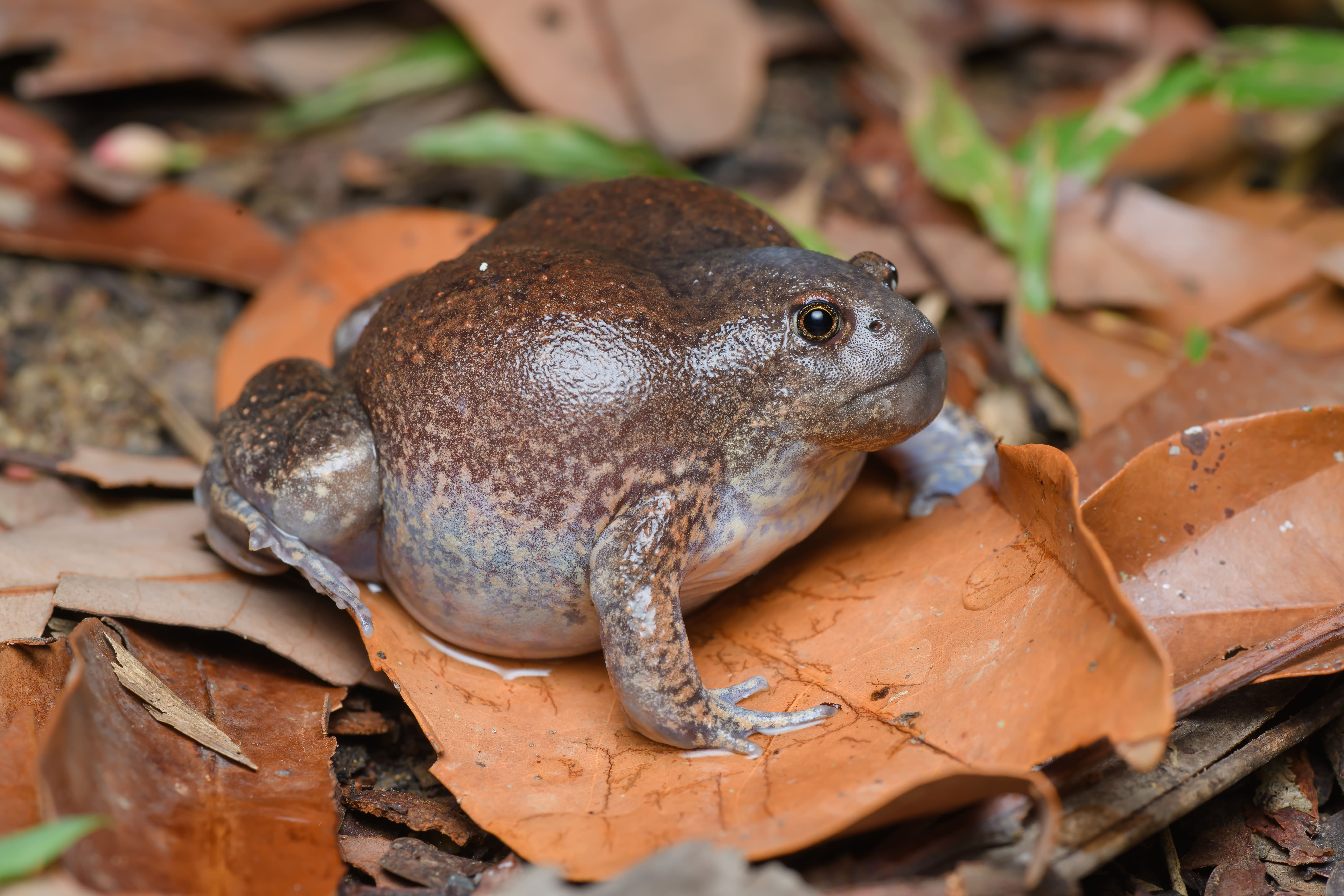 Frog breeding facility, University of Phayao