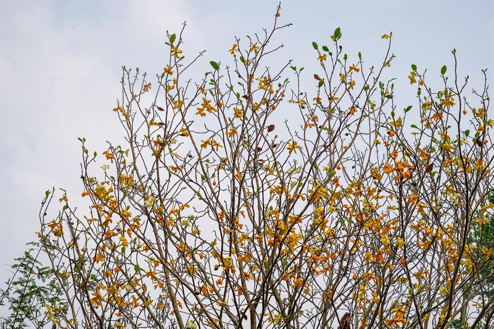 Kammok Luang trees, University of Phayao
