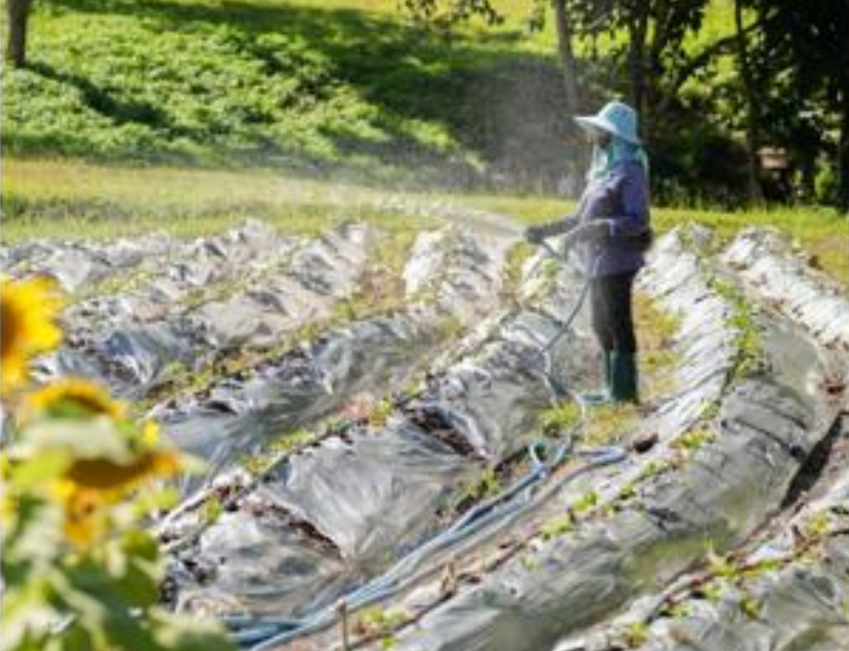 Staff member watering covered crop rows in the garden