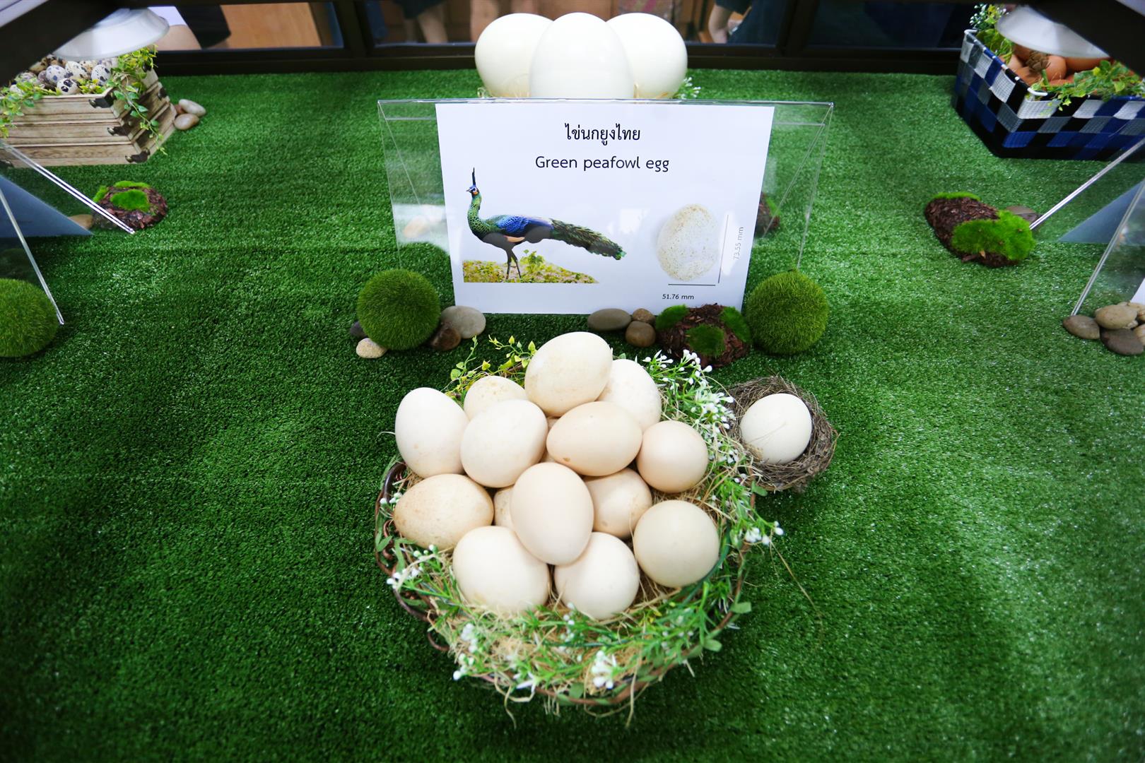 Green Peafowl Learning and Conservation Center poster, University of Phayao