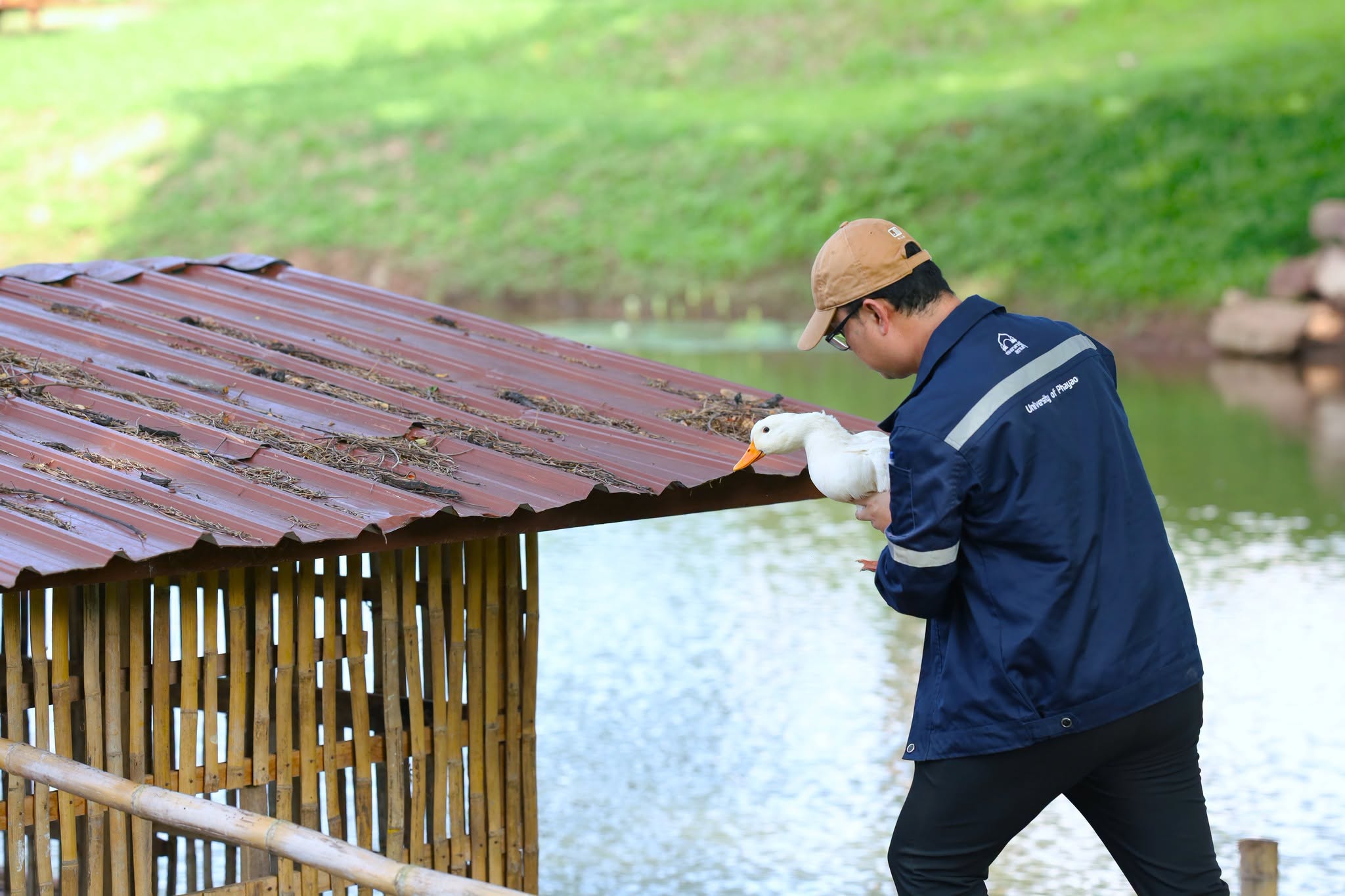Duck houses on campus water sources, University of Phayao