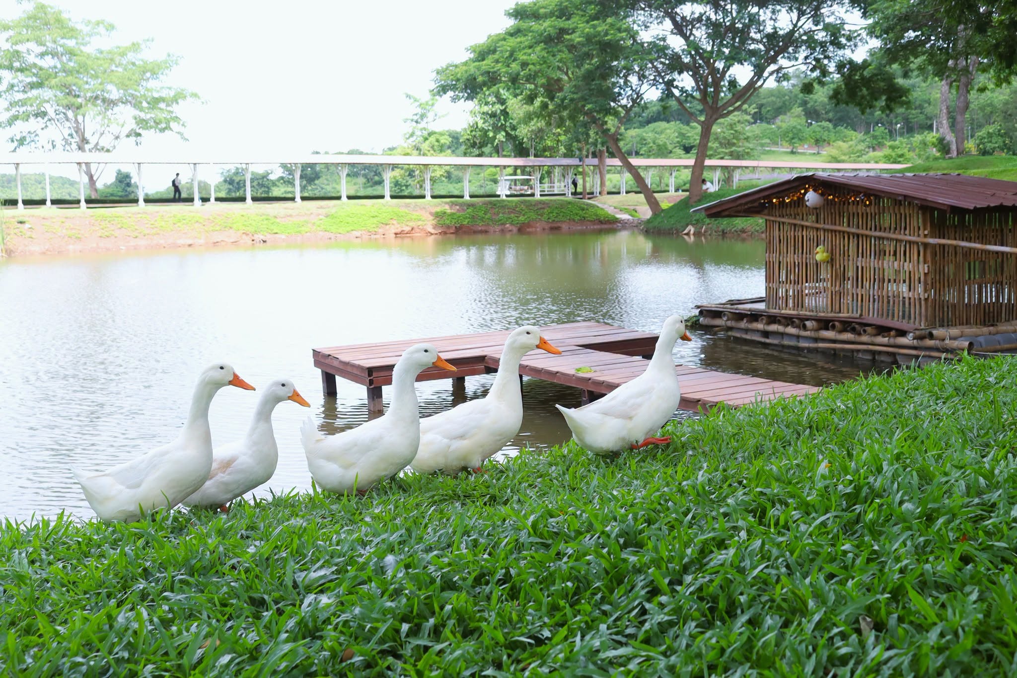 Phayao Campus scenery