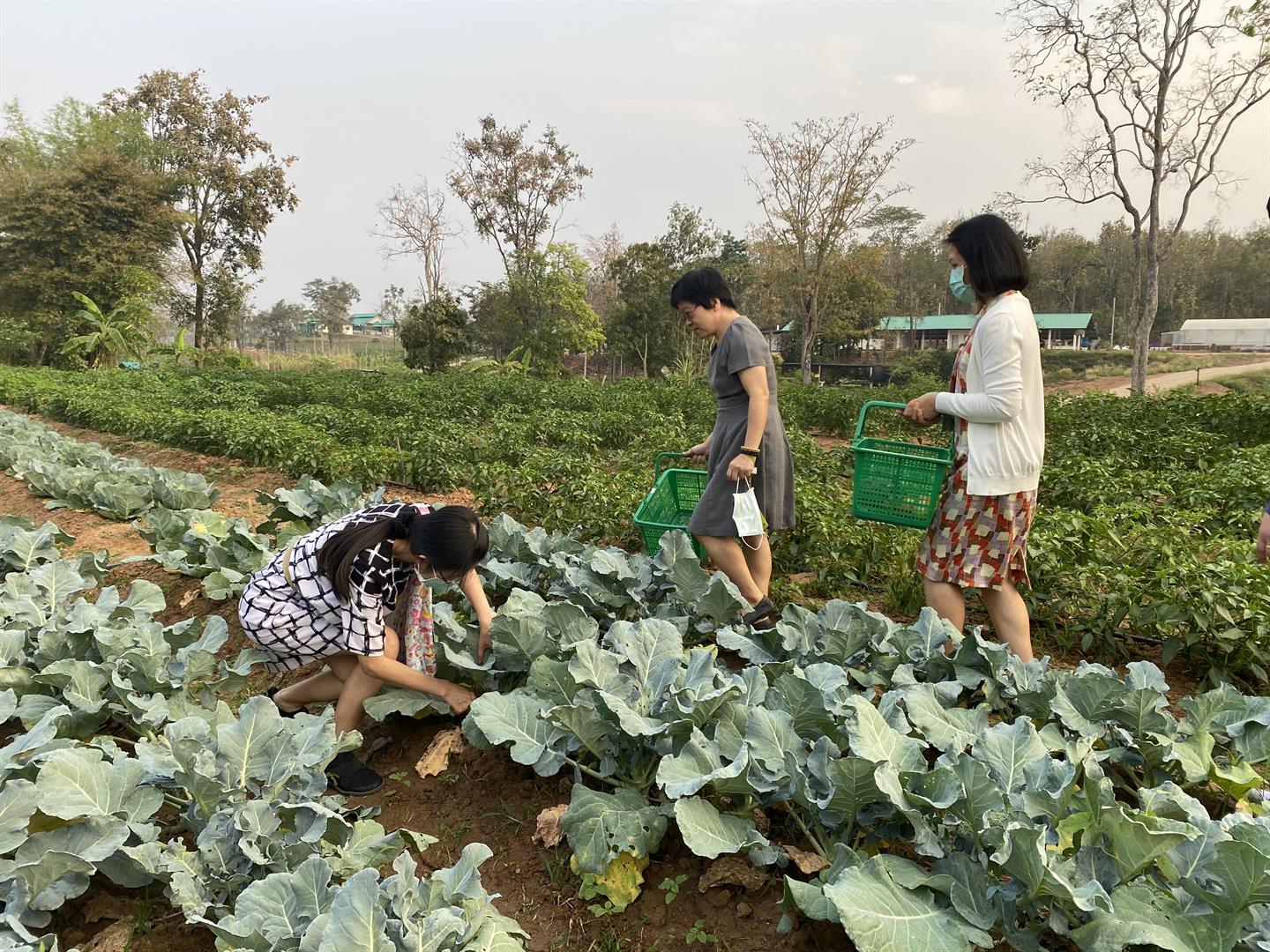 Vegetable picking activity at Sufficiency Economy Learning Center, University of Phayao