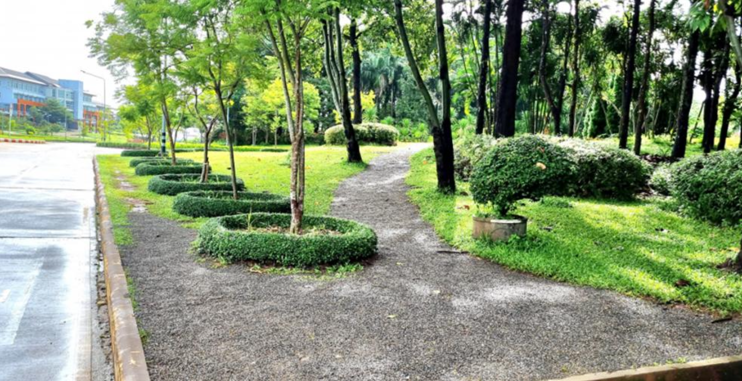 Planted vegetation area in University of Phayao