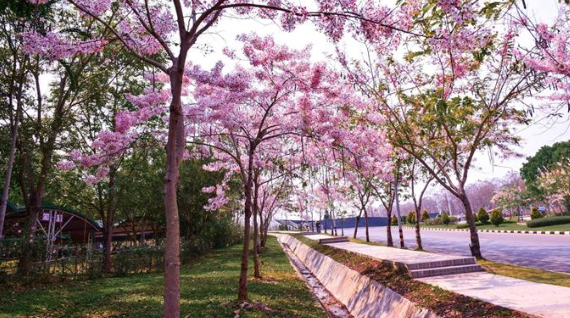 Planted vegetation area in University of Phayao