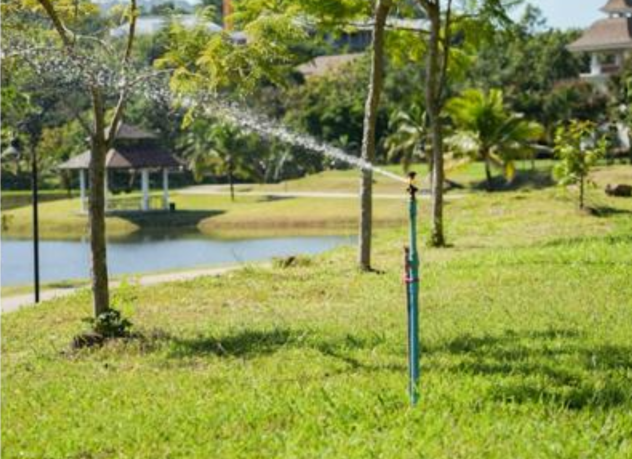 Sprinkler watering trees beside the campus lake