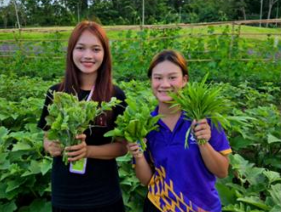 Students harvesting vegetables from transformed land, University of Phayao