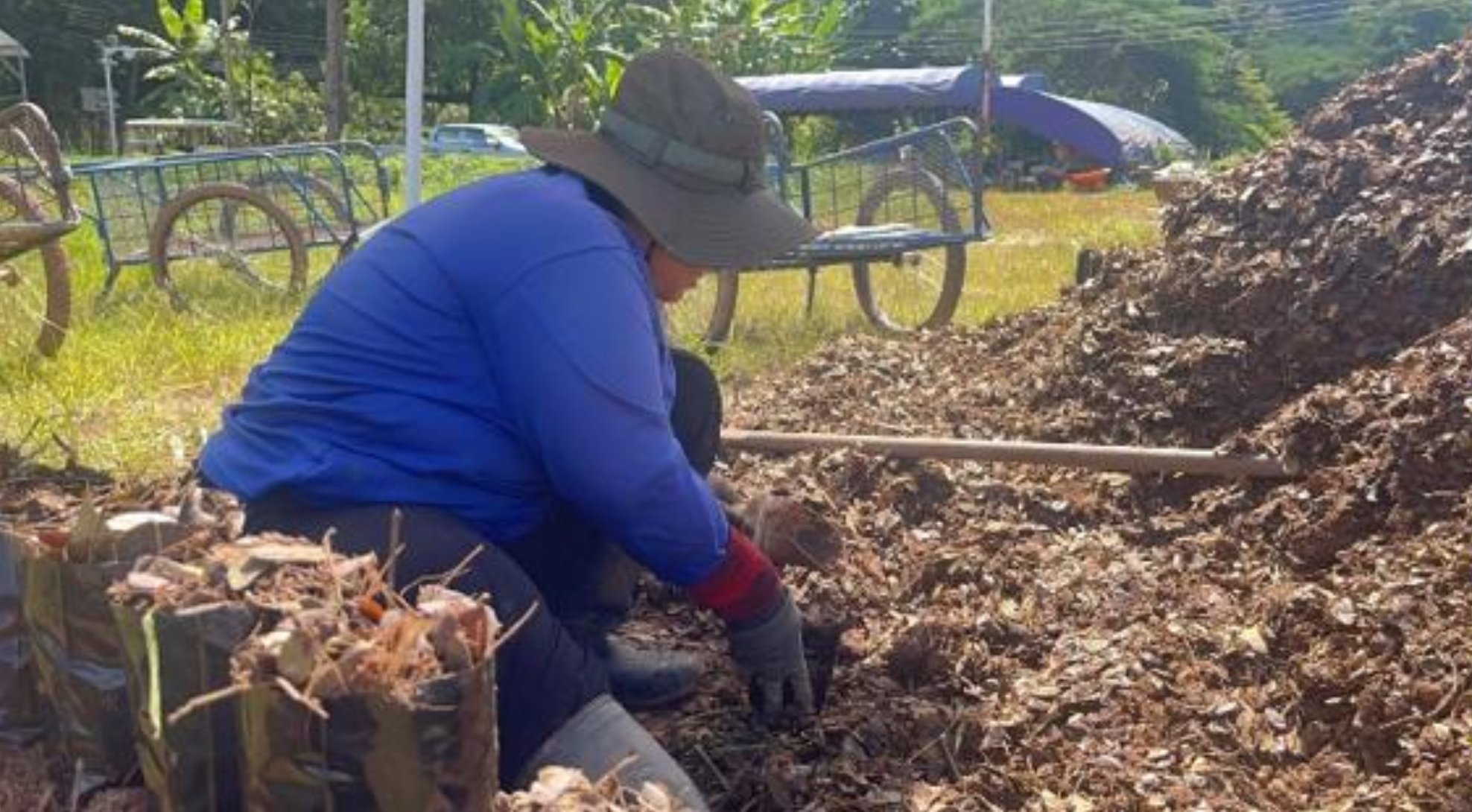 Seedlings grown using organic compost