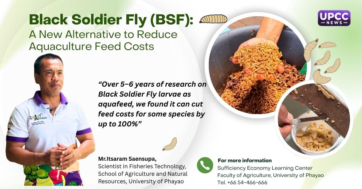 Black Soldier Fly aquaculture feed research, University of Phayao
