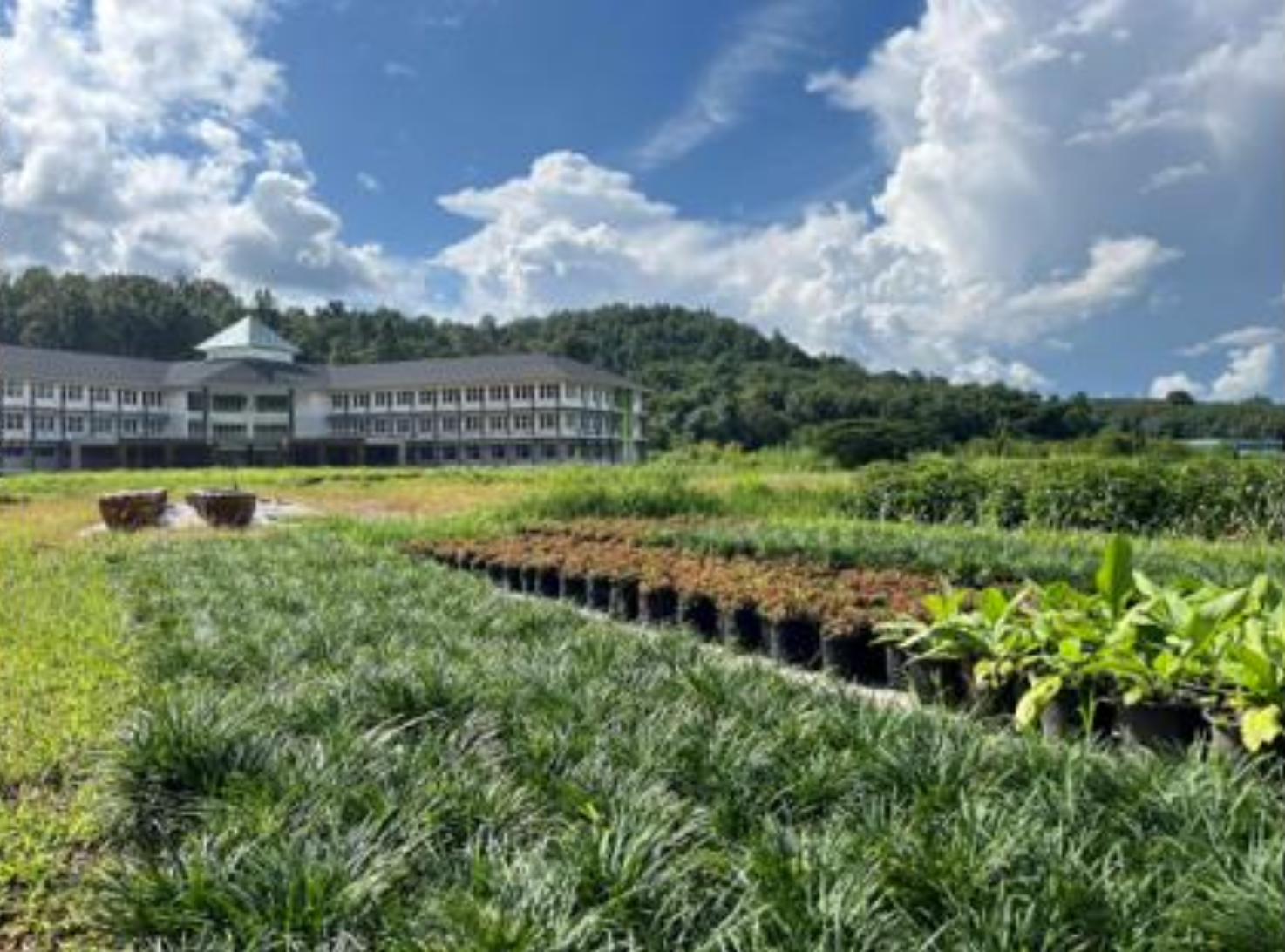 Seedlings grown using organic compost