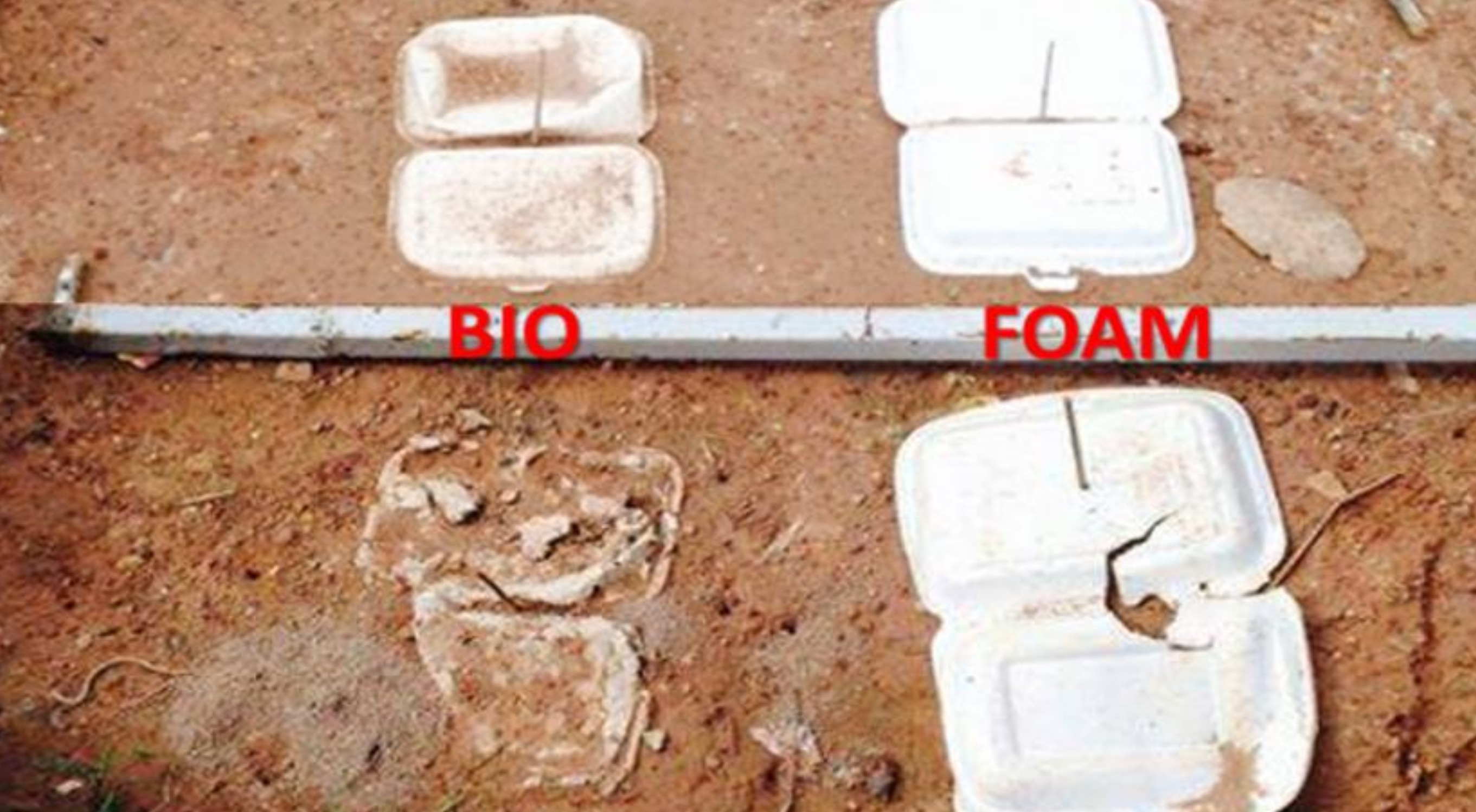 Study comparing biodegradable boxes and Styrofoam boxes