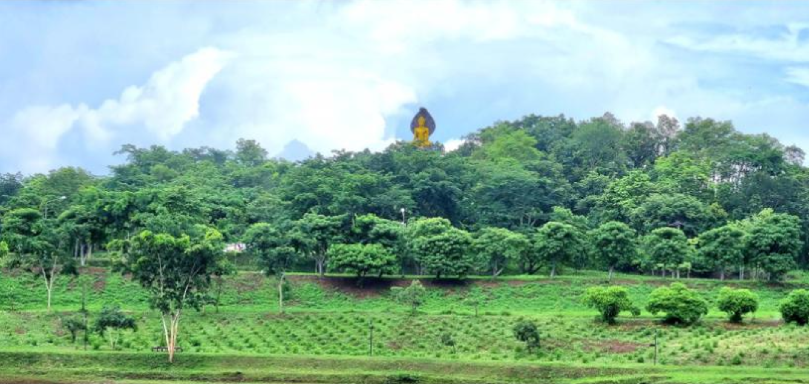 Total area on University of Phayao Phayao Campus covered in forest vegetation
