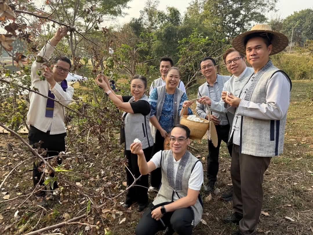 Harvesting cotton at Phai Luang Cotton Garden, University of Phayao