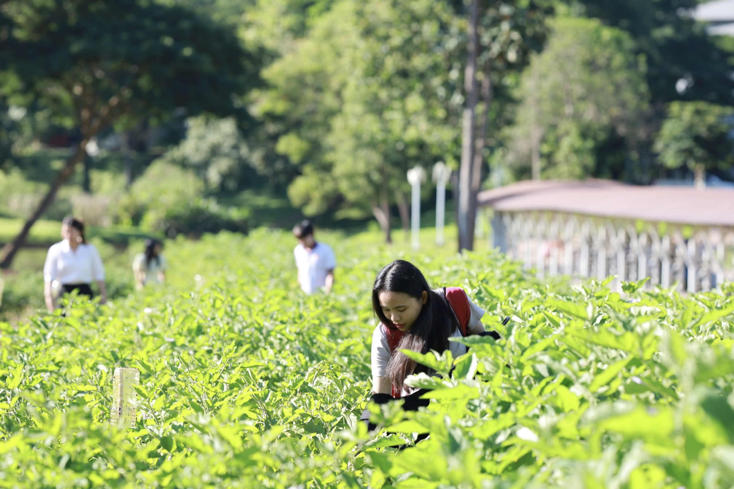 Students harvesting vegetables from transformed land, University of Phayao